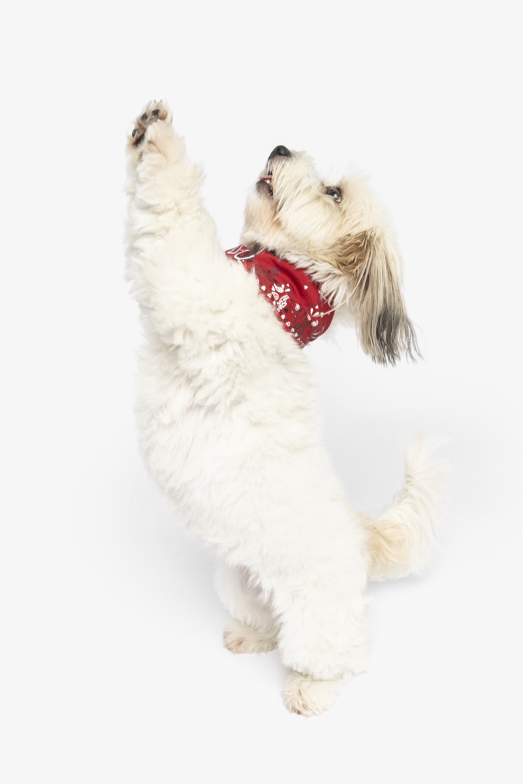 [판매예정] Zadog Bandana