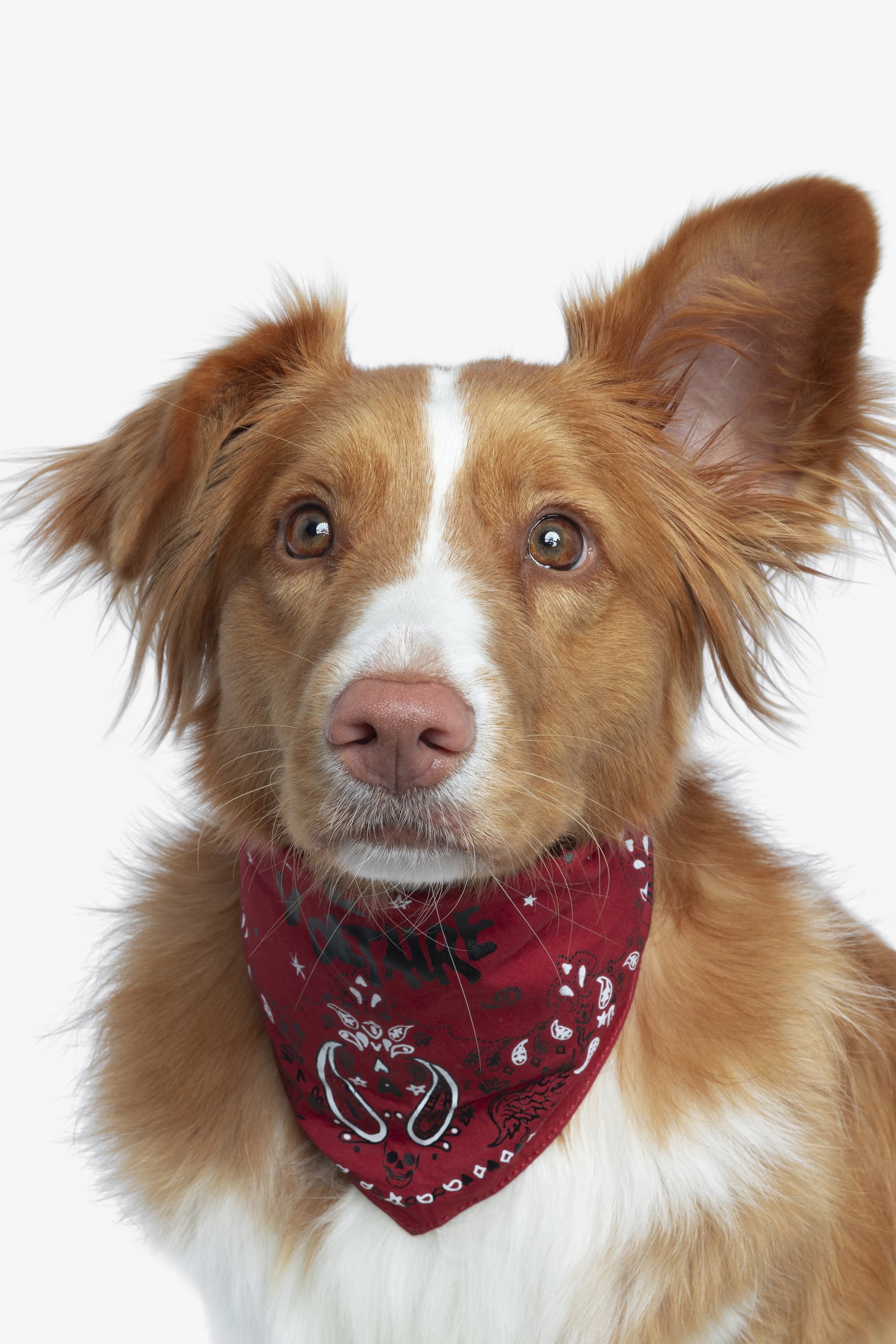 [판매예정] Zadog Bandana