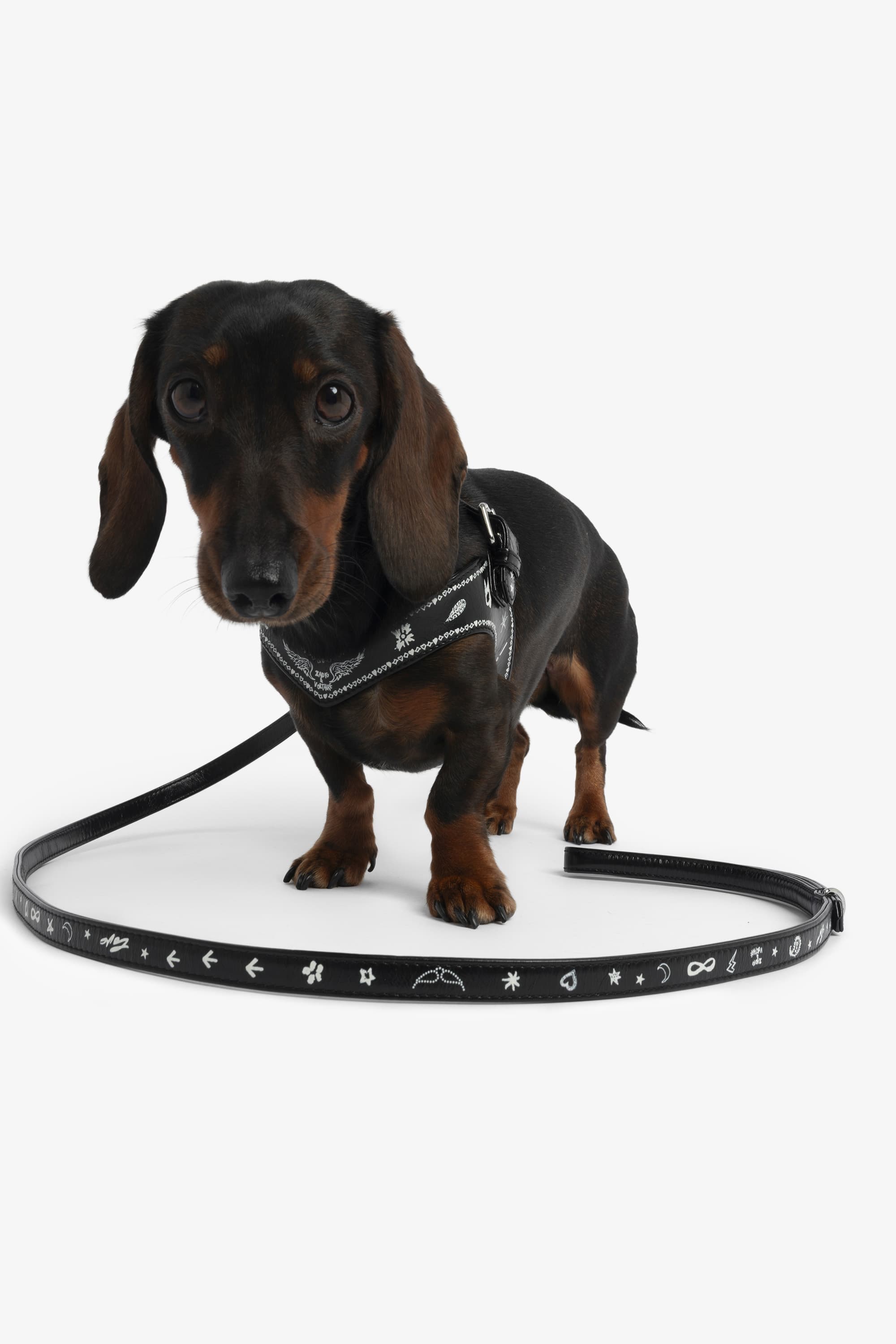 Zadog Leash