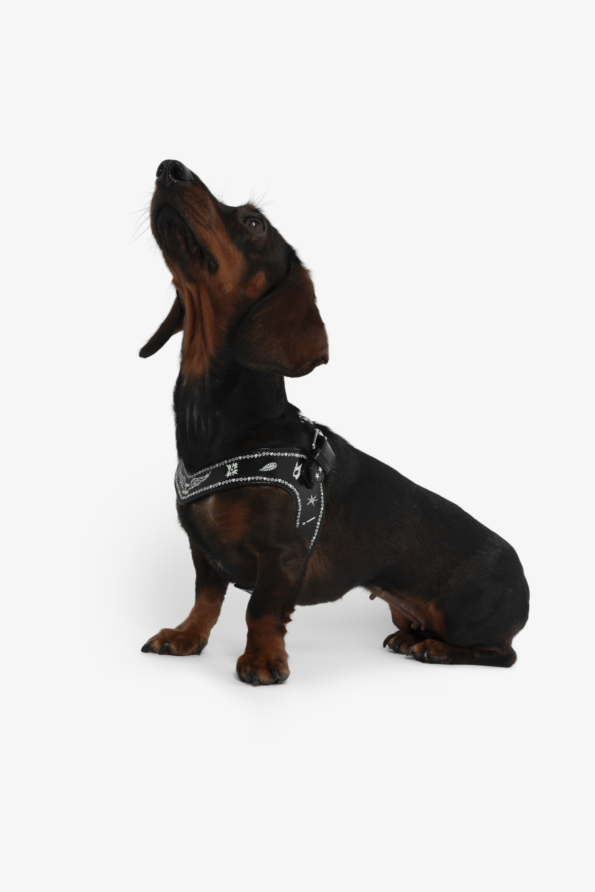 Zadog Harness