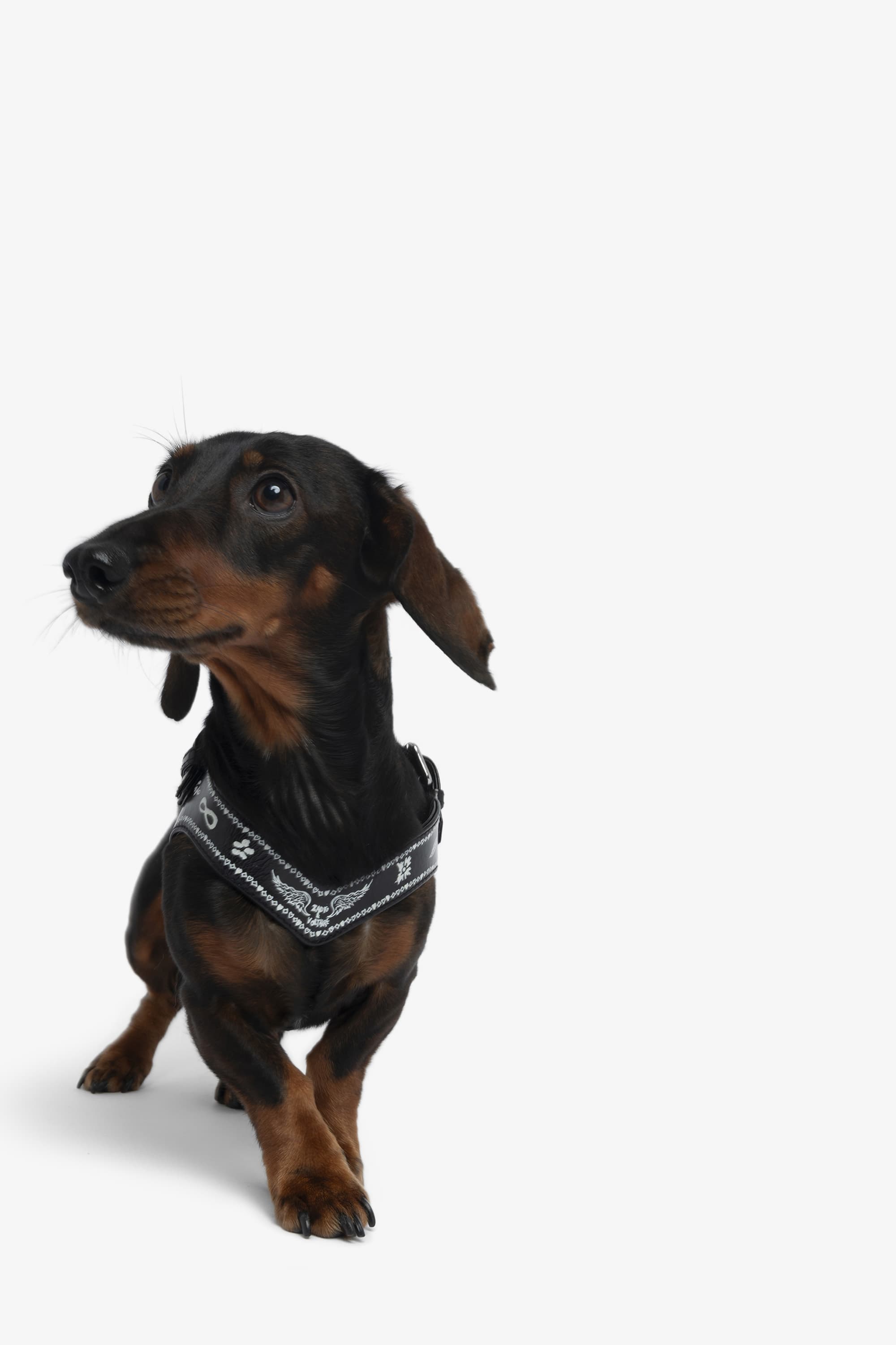 Zadog Harness