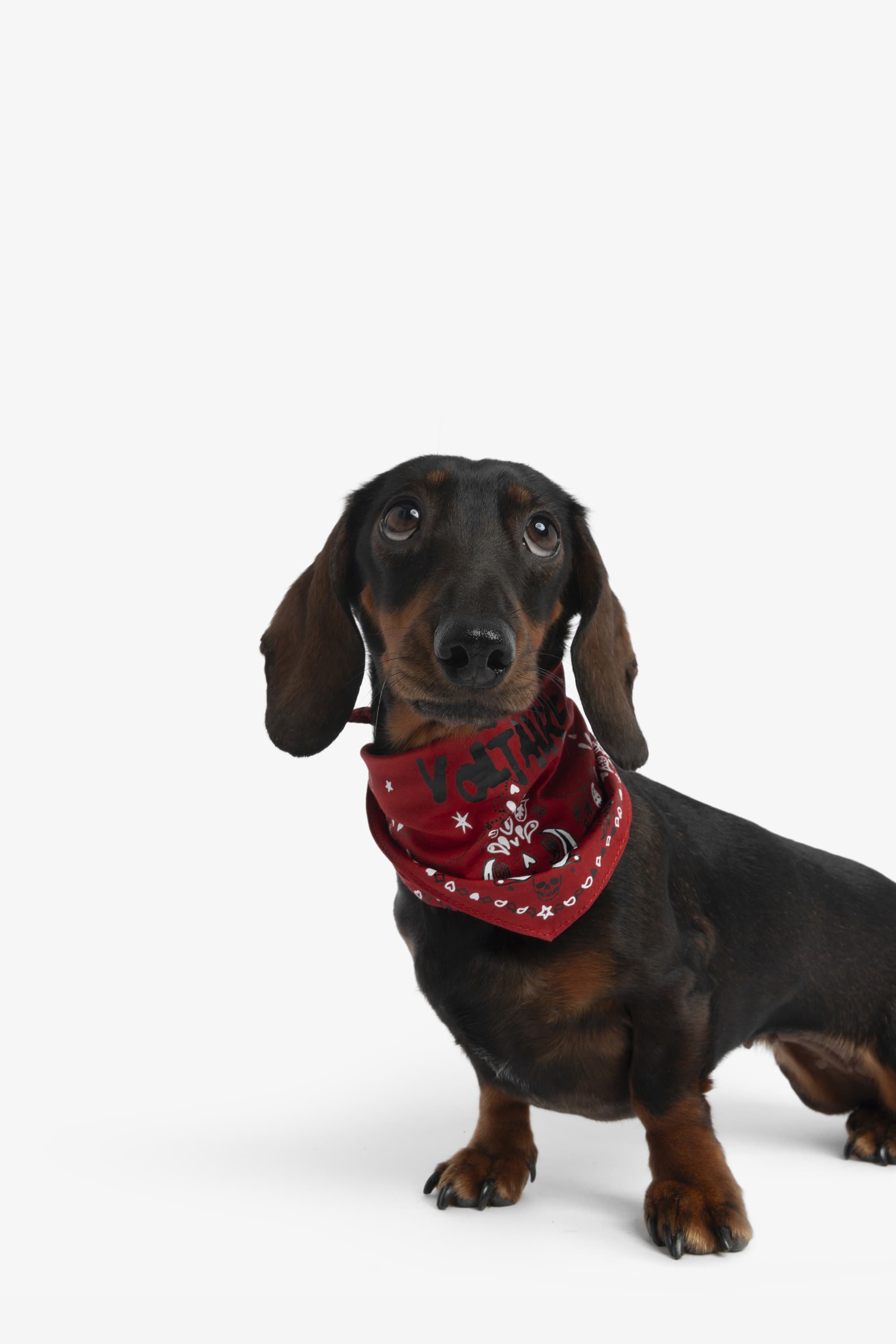 Zadog Bandana