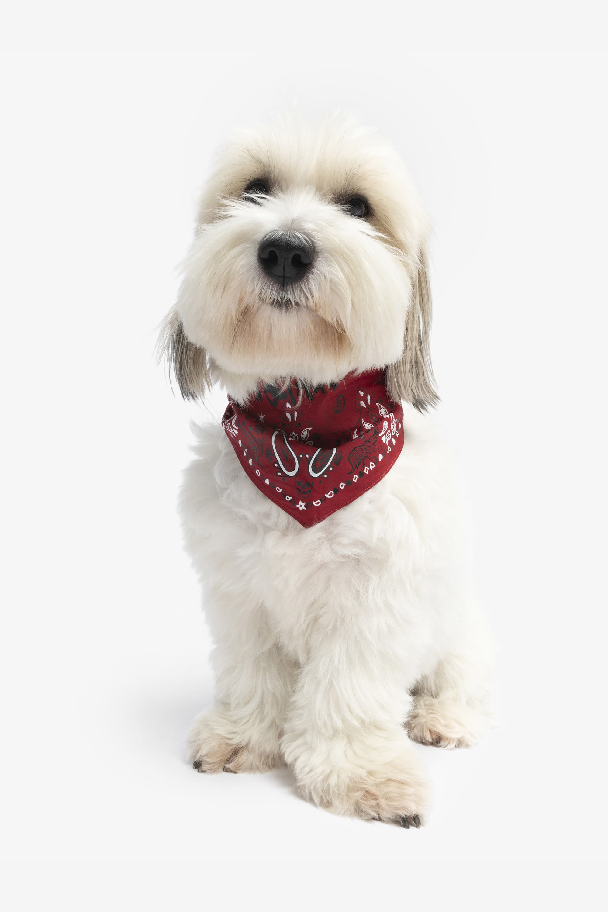 Zadog Bandana